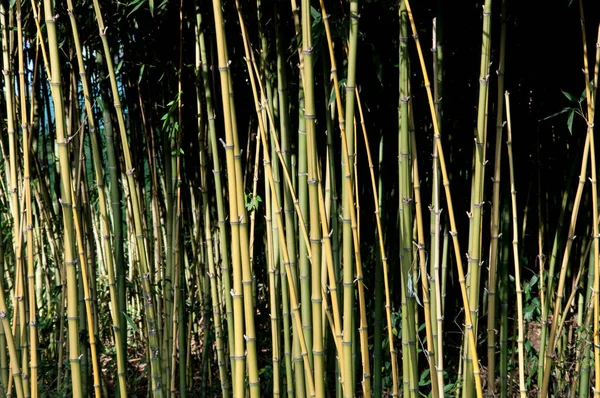 Vrede Kalmte Het Bamboebos — Stockfoto