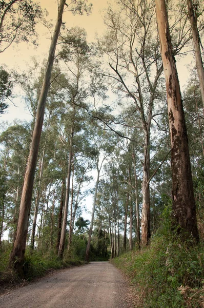 Dirt Road Passing Eucalyptus Plantation — Stock Photo, Image