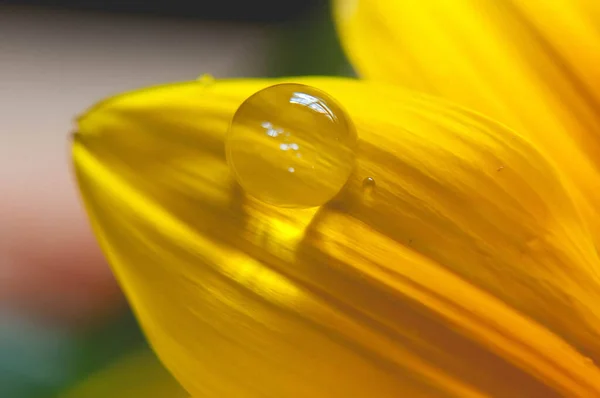 Макрофотография Капли Жёлтом Цветке — стоковое фото