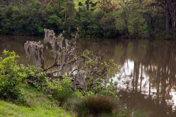 Rivier Die Rustig Door Bomen Stroomt Gramado Rio Grande Sul — Stockfoto