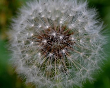 Karahindiba tohumlarının yakın plan fotoğrafı.