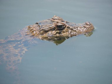 Guarda do Embau, Santa Catarina 'da suyun içindeki meraklı jakare yavrusu. 