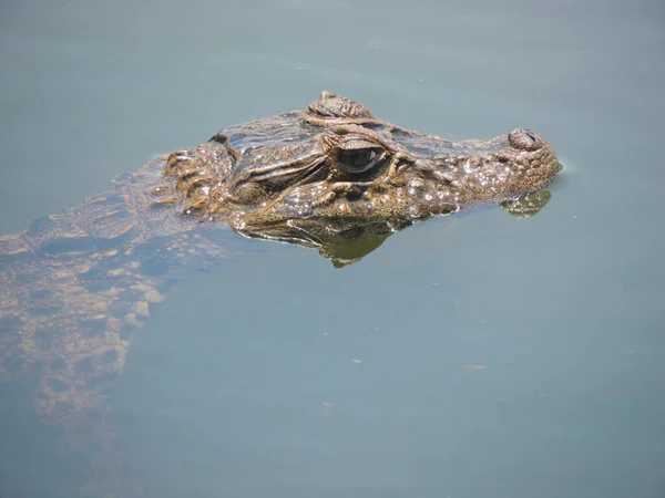 Curioso Cucciolo Jacare Dentro Acqua Guarda Embau Santa Catarina — Foto Stock