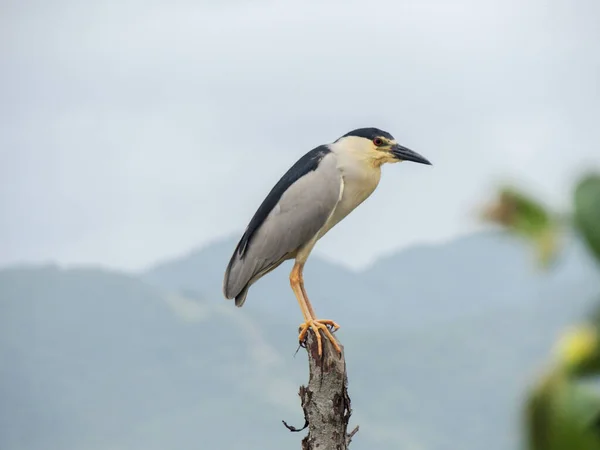 Santa Catarina, Brezilya 'daki dağların arkasında bir kütük üzerinde Savacu Hanı.