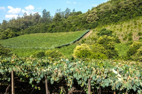 Viñedo Las Montañas Caxias Sul Brasil — Foto de Stock