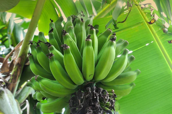 Banaan Boom — Stockfoto