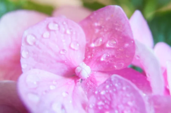 Pembe ortanca çiçeğine yakın dur.