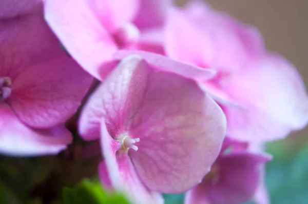 Pembe ortanca çiçeğine yakın dur.