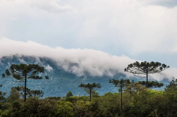 Nebel Den Bergen Urubici Santa Catarina — Stockfoto