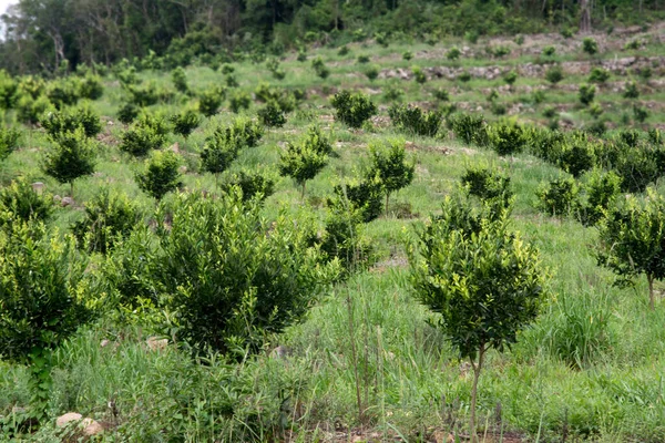 Plantation Orangers Dans Les Montagnes Caxias Sul Brésil — Photo