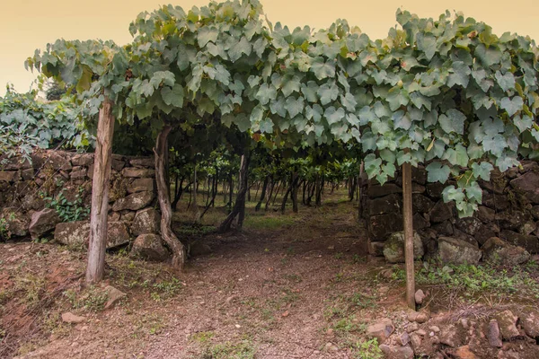 Wijngaard Herfst Caxias Sul Rio Grande Sul — Stockfoto