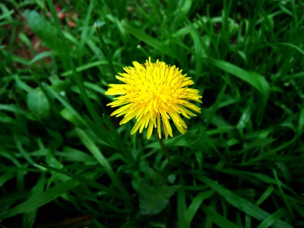 Dandelion Flower Grass Background — Stock Photo, Image