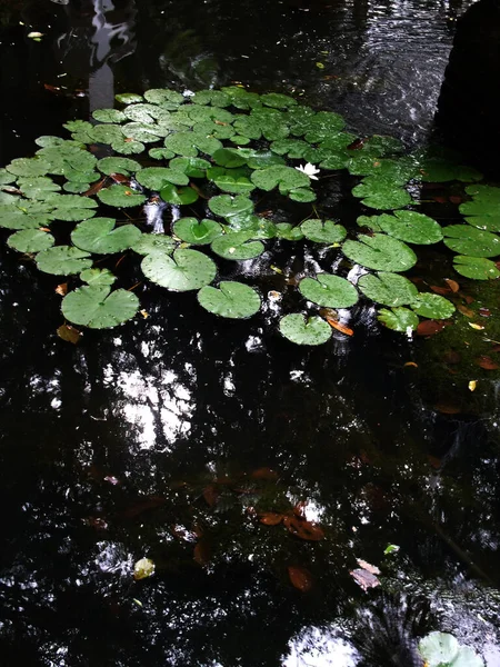 Göldeki ağaçların yansımasıyla güzel bir su lili.