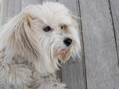 Güzel kürklü beyaz bir köpeğin yüzü