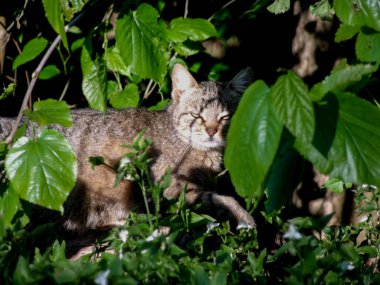 Bitkilerin arasından geçen meraklı bir kedi.