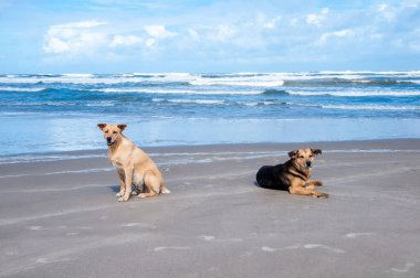 İki köpek sahilde eğleniyor.