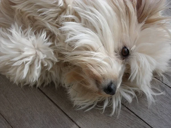 Gezicht Van Een Mooie Harige Witte Hond — Stockfoto