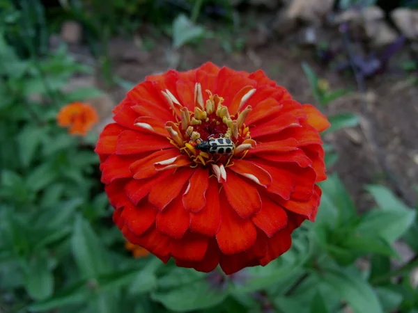 赤い花の上のてんとう虫 — ストック写真