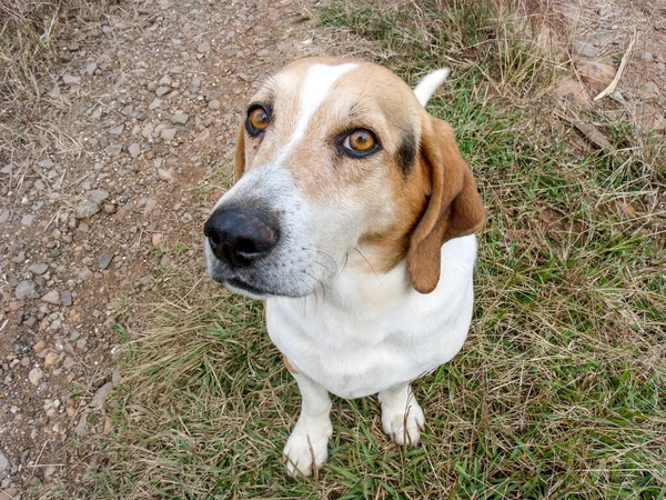 Perro Beagle Sentado Mirando Hacia Arriba — Foto de Stock