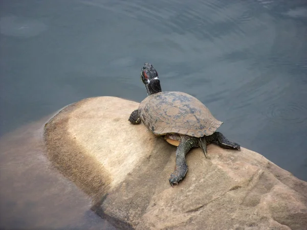 Tartaruga Sobre Uma Pedra Borda Lago — Fotografia de Stock