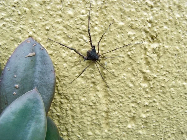 Opiliao Passeando Uma Parede Amarela — Fotografia de Stock