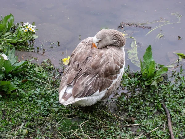 Ördek gölün kenarında dinleniyor.