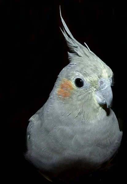 Siyah arka planda gri kakatiel