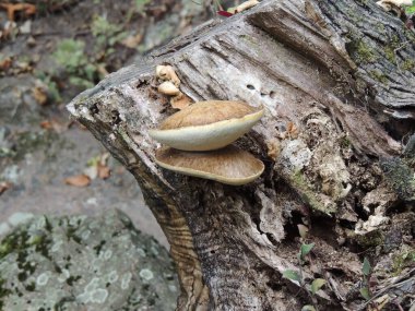 Brezilya 'daki ormanda mantar