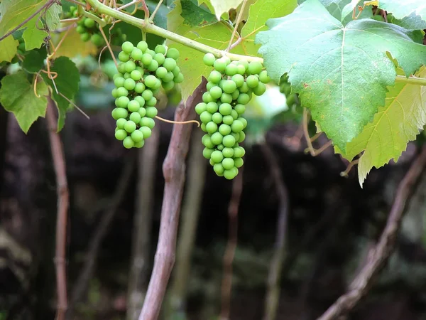 Vista Vinha Com Uvas Verdes Caxias Sul Brasil — Fotografia de Stock