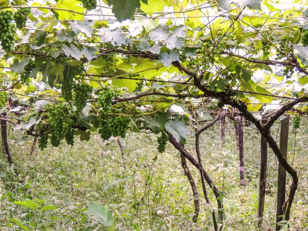 Вид Виноградник Зеленим Виноградом Місті Кашіас Сул Бразилія — стокове фото