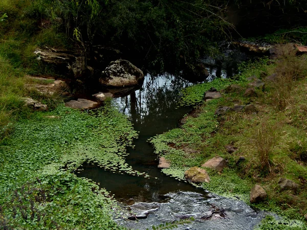 Córrego Que Passa Pela Floresta — Fotografia de Stock