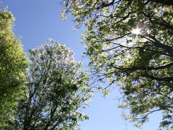 Bomen Blauwe Lucht Bomen Blauwe Lucht Het Voorjaar — Stockfoto