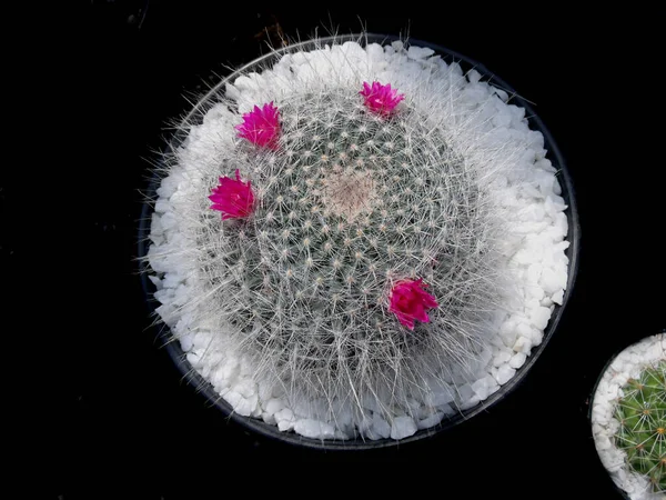Cactus Fleuris Avec Fond Foncé — Photo