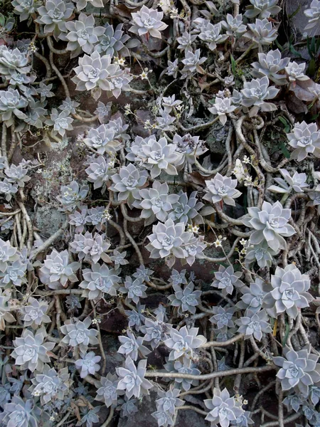 春の多肉植物の背景 — ストック写真