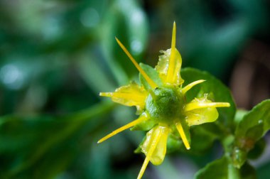 İlkbaharda açan güzel çiçek