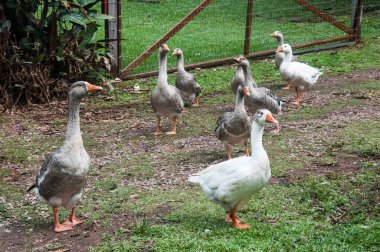 Çiftlikteki bir grup kaz.