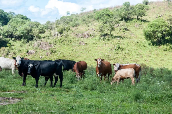 Vaca Pastagem Brasil — Fotografia de Stock