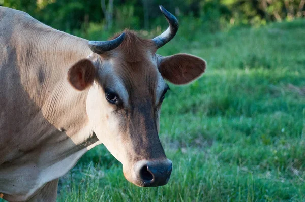 Curiosa Jérsei Vaca Pastagem Brasil — Fotografia de Stock
