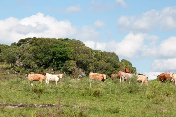 Cow Pasture Brazil — Stock Photo, Image