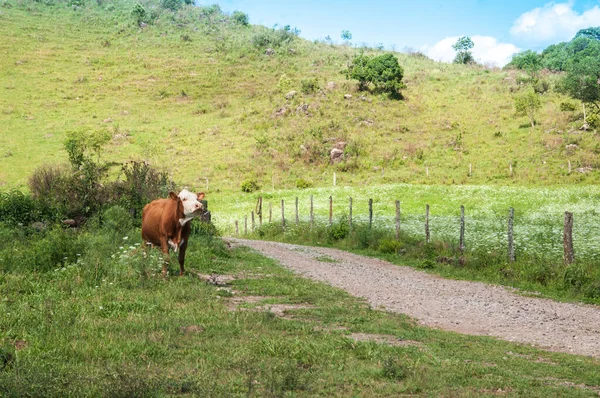 Vaca Pastos Brasil — Foto de Stock