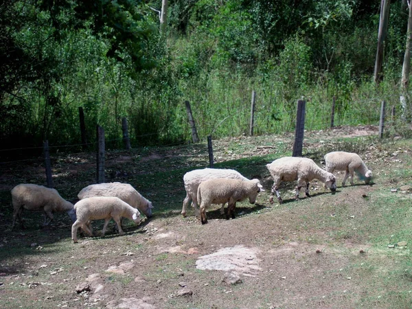 Grupo Ovinos Campo — Fotografia de Stock