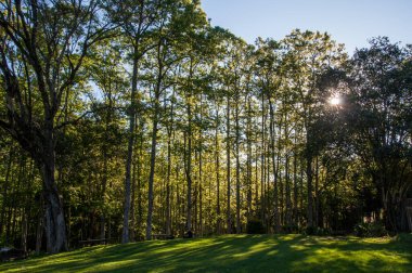 Brezilya 'da Caxias do Sul ormanında günbatımı
