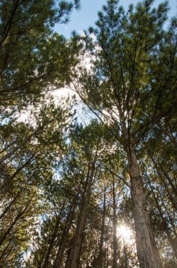 Mavi gökyüzü ve bulutlu Pinnus ağacı fidanlığı