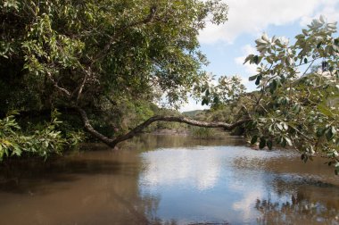 Nehir manzaralı orman, mavi gökyüzü ve arka planda bulutlar