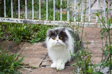 Meraklı kedi çimlerde