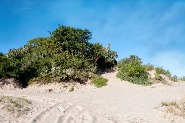 Wydmy Plaży Pobliską Roślinnością Błękitne Niebo Arroio Sal Brazylia — Zdjęcie stockowe