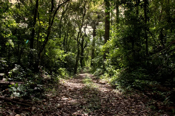 Camino Bosque Nova Petropolis Brasil —  Fotos de Stock