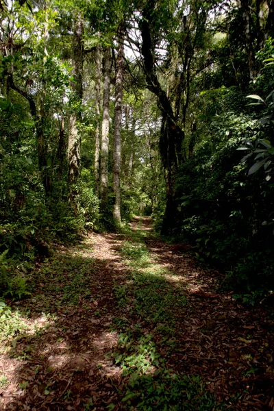 Caminho Floresta Nova Petropolis Brasil — Fotografia de Stock