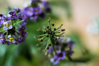 İlkbaharda açan güzel çiçek