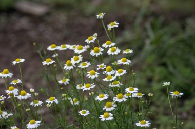 İlkbaharda açan güzel çiçek